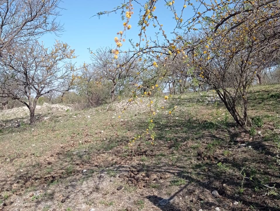 VENTA LOTE LOS AROMOS (3)