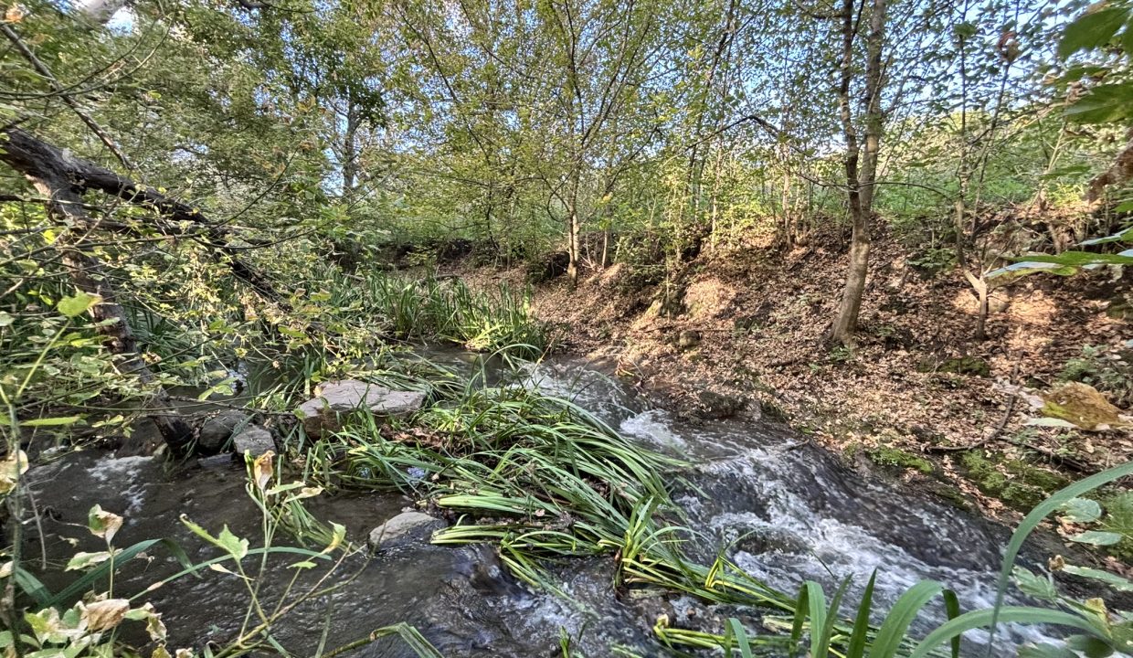 VENTA HECTAREA Y MEDIA BUENA ESPERANZA (10)