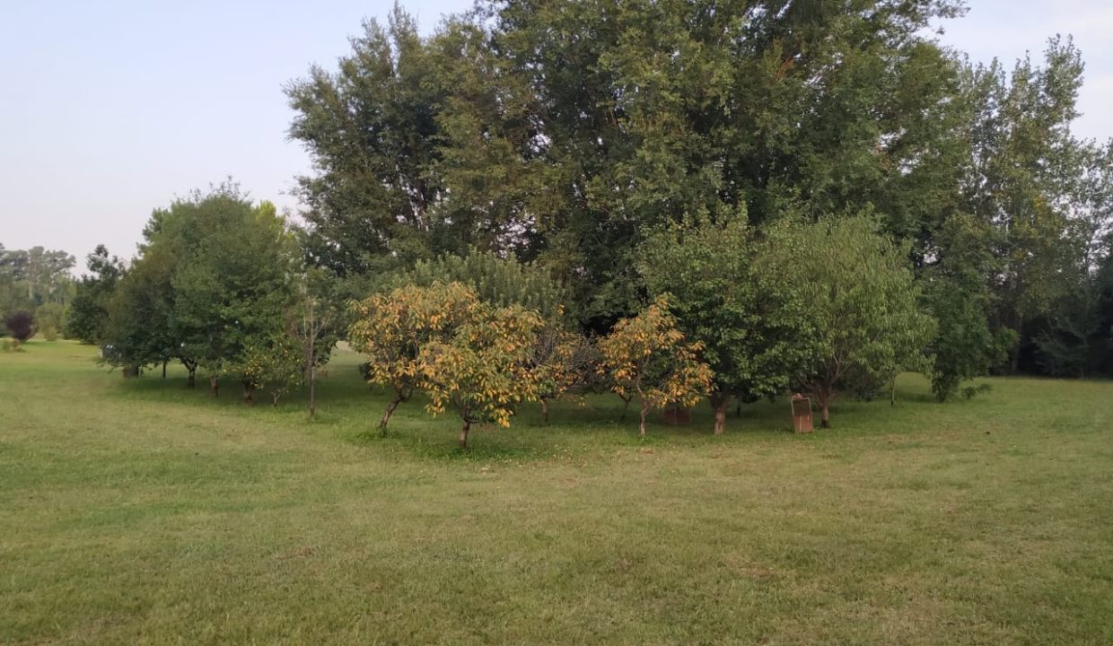 4 HAS ANISACATE CASA DORMIS ARROYO (5)