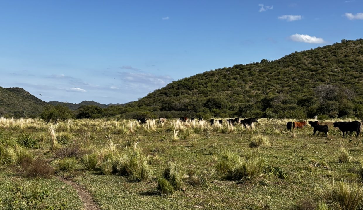VENTA LA PAISANITA (16)