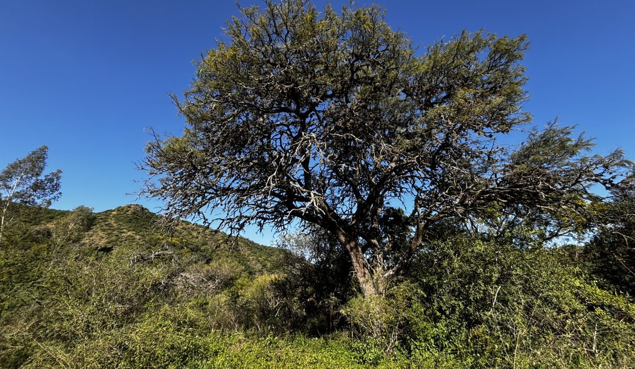 VENTA LA PAISANITA (40)