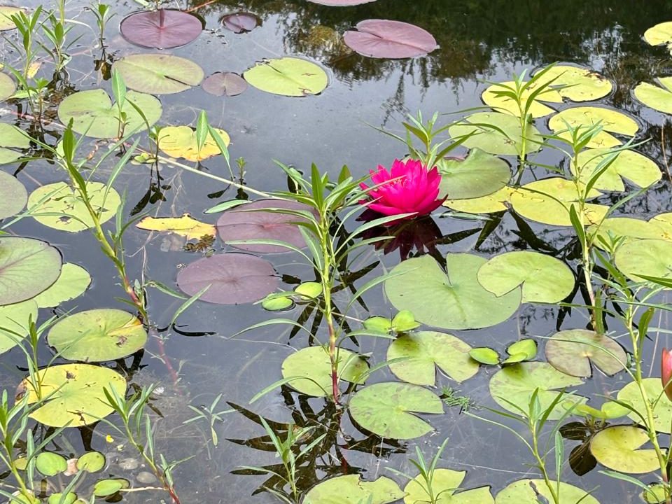 VENTA CASA ECOLÓGICA (2)